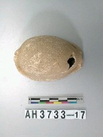 藏品(貝殼)的圖片